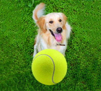 Tennis Ball for Dog